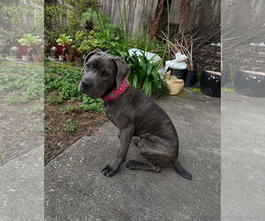 Mutt Dogs for adoption in Berkeley, CA, USA