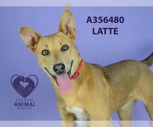Australian Kelpie-Unknown Mix Dogs for adoption in Stockton, CA, USA