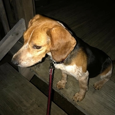 Beagle Dogs for adoption in Northport, AL, USA