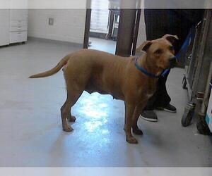 Labrador Retriever Dogs for adoption in Fayetteville, NC, USA