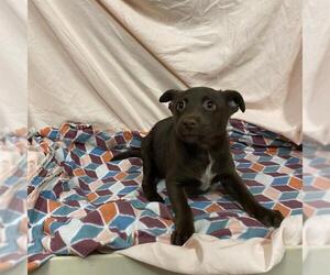 Australian Shepherd-Unknown Mix Dogs for adoption in Modesto, CA, USA