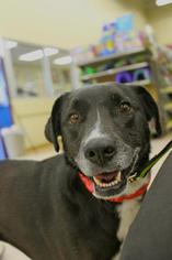 Borador Dogs for adoption in Southampton, NY, USA