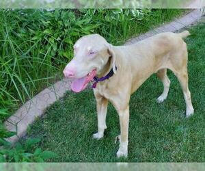 Doberman Pinscher Dogs for adoption in St. Louis Park, MN, USA