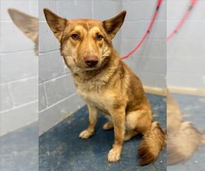 Gerberian Shepsky Dogs for adoption in Woodland, CA, USA