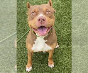 American Pit Bull Terrier-Unknown Mix Dogs for adoption in Fayetteville, NC, USA