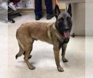 Mutt Dogs for adoption in Riverside, CA, USA