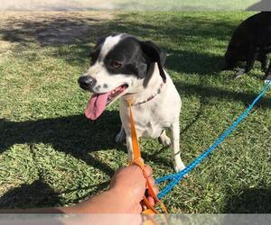 Boglen Terrier Dogs for adoption in Camarillo, CA, USA