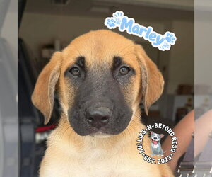 Mutt Dogs for adoption in Omaha, NE, USA