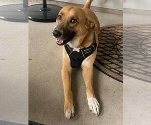 Labrador Retriever-Unknown Mix Dogs for adoption in Oakhurst, NJ, USA