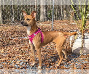 Basenji-Feist Terrier Mix Dogs for adoption in Albemarle, NC, USA