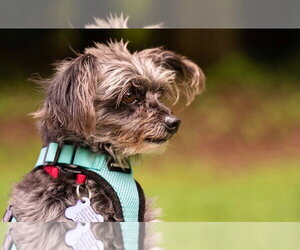 Mutt Dogs for adoption in Ellijay, GA, USA