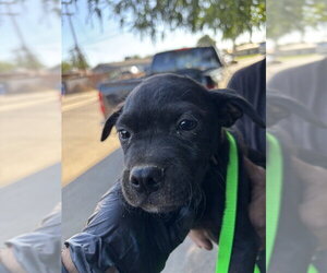 Mutt Dogs for adoption in Bakersfield, CA, USA