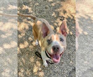 Mutt Dogs for adoption in Peoria, IL, USA