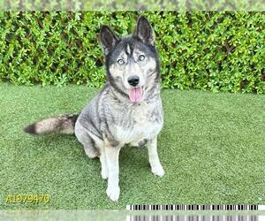 Siberian Husky Dogs for adoption in West Palm Beach, FL, USA