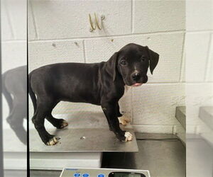 American Pit Bull Terrier-Unknown Mix Dogs for adoption in San Bernardino, CA, USA