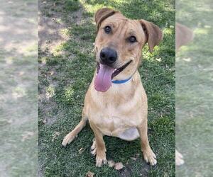 Rhodesian Ridgeback-Unknown Mix Dogs for adoption in Riverside, CA, USA