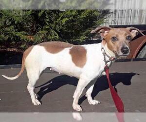 Jack Russell Terrier Dogs for adoption in Griffin, GA, USA