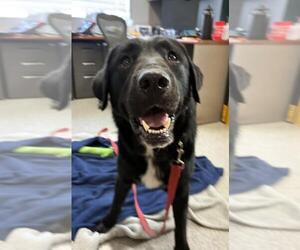 Labrador Retriever Dogs for adoption in Santa Maria, CA, USA