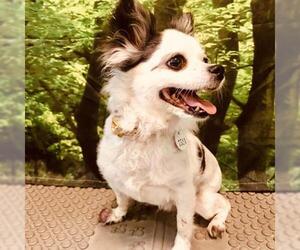 Papillon Dogs for adoption in Forestville, MD, USA