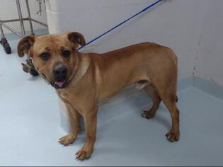 Bullboxer Pit Dogs for adoption in Pasadena, TX, USA