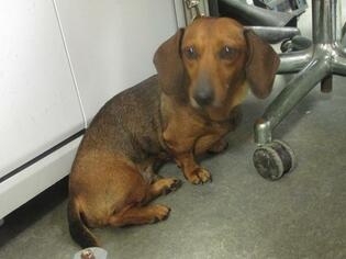 Dachshund Dogs for adoption in Richmond, IN, USA