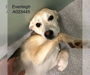 Australian Shepherd-Unknown Mix Dogs for adoption in Palmetto, FL, USA