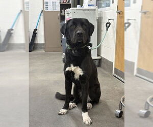 Labrador Retriever-Unknown Mix Dogs for adoption in Forestville, MD, USA