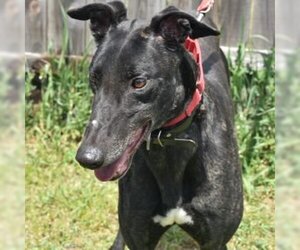 Greyhound Dogs for adoption in Grandville, MI, USA