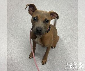 Labrador Retriever-Unknown Mix Dogs for adoption in Washington, DC, USA