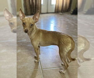 Chihuahua-Unknown Mix Dogs for adoption in Morganville, NJ, USA