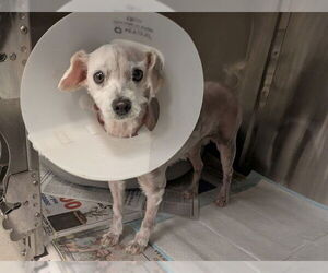 Maltese Dogs for adoption in Corona, CA, USA