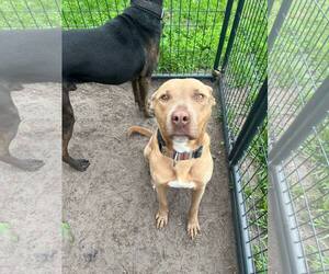 Boxer Dogs for adoption in Holly Springs, NC, USA