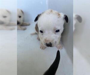 Labrador Retriever-Unknown Mix Dogs for adoption in Houston, TX, USA