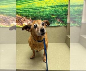 Chihuahua-Unknown Mix Dogs for adoption in Moreno Valley, CA, USA
