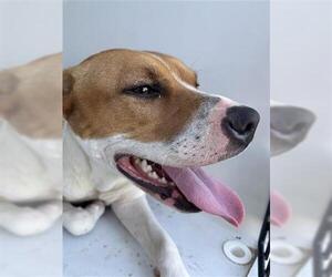 Labrador Retriever-Unknown Mix Dogs for adoption in Houston, TX, USA