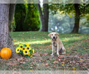 German Shepherd Dog-Unknown Mix Dogs for adoption in Unionville, PA, USA