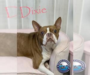Boston Terrier Dogs for adoption in Arcadia, FL, USA