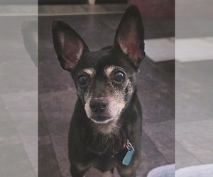 Chihuahua-Unknown Mix Dogs for adoption in Clarkston, MI, USA