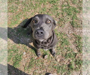 Labrador Retriever-Unknown Mix Dogs for adoption in Rockaway, NJ, USA