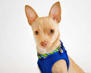 Chihuahua Dogs for adoption in boulder, CO, USA