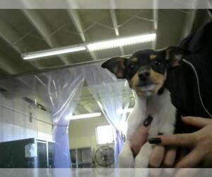 Chion Dogs for adoption in Camarillo, CA, USA