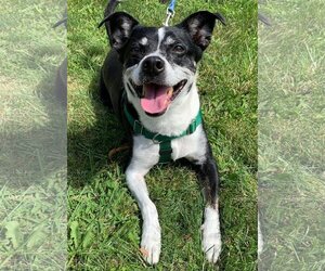 Boston Terrier-Jack Russell Terrier Mix Dogs for adoption in Livonia, MI, USA