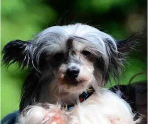 Mutt Dogs for adoption in Vernonia, OR, USA