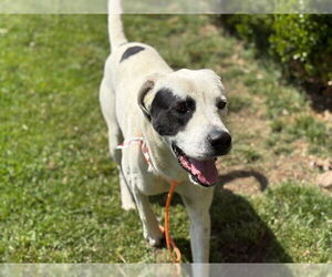Akbash-Unknown Mix Dogs for adoption in Tulsa, OK, USA