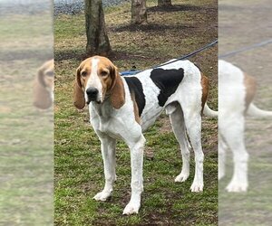 English Foxhound-Unknown Mix Dogs for adoption in Warrenton, VA, USA