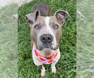 American Pit Bull Terrier-Unknown Mix Dogs for adoption in Tulsa, OK, USA