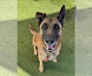 German Shepherd Dog-Unknown Mix Dogs for adoption in Las Vegas, NV, USA