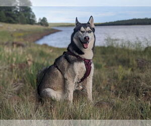 Siberian Husky Dogs for adoption in Chandler, AZ, USA