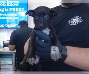 American Pit Bull Terrier-Unknown Mix Dogs for adoption in Pasadena, TX, USA