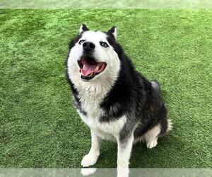 Siberian Husky Dogs for adoption in Orange, CA, USA